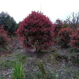 红叶石楠 四川红叶石楠球