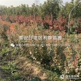 2019年蓝莓树苗、蓝莓树苗新品种、蓝莓树苗价格多少