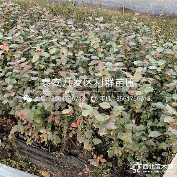 蓝丰蓝莓苗、新品种蓝丰蓝莓苗、蓝丰蓝莓苗价格多少