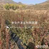 蓝丰蓝莓苗、新品种蓝丰蓝莓苗、蓝丰蓝莓苗价格多少