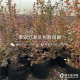 贵州蓝莓苗、贵州蓝莓树苗、贵州蓝莓树苗价格