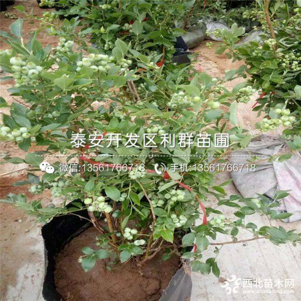 2019年蓝莓苗/蓝莓树苗/蓝莓树苗价格多少