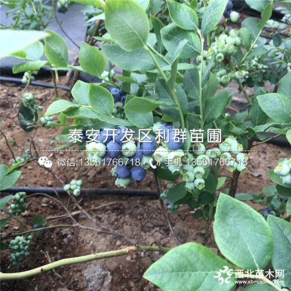 2019年蓝莓苗/蓝莓树苗/蓝莓树苗价格多少