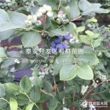 山东蓝莓苗、山东蓝莓苗价格、山东蓝莓苗基地