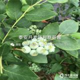 北高叢藍莓樹苗、北高叢藍莓樹苗價格及報價