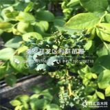 北高丛蓝莓苗新品种、北高丛蓝莓苗多少钱一棵