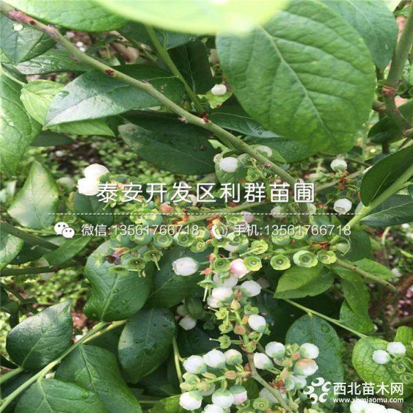 山东蓝莓树苗、山东蓝莓树苗基地