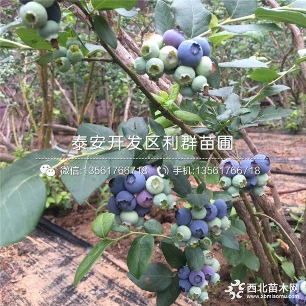 山东蓝莓树苗、山东蓝莓树苗基地