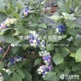 夏普蓝蓝莓苗、夏普蓝蓝莓苗价格、夏普蓝蓝莓苗基地