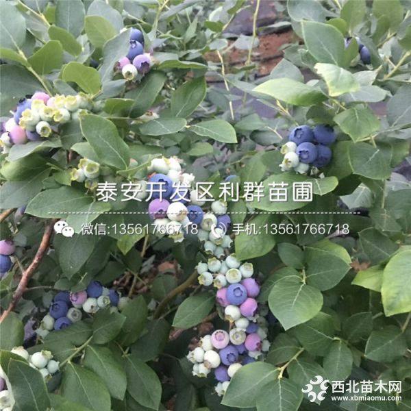 蓝莓树苗、蓝莓树苗出售