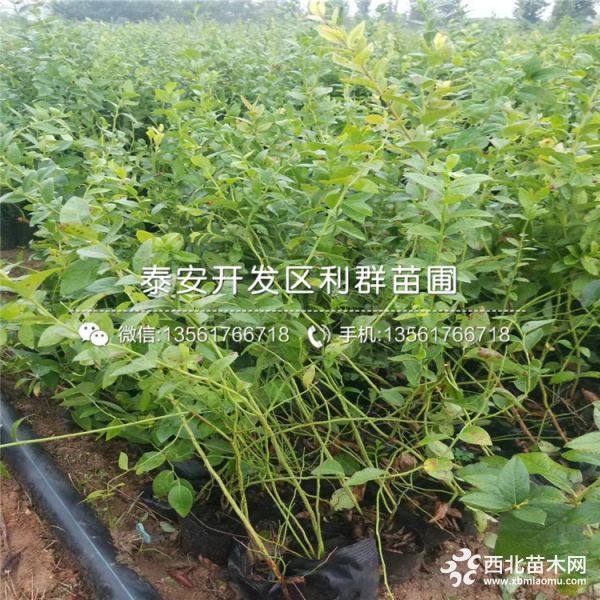 出售蓝莓树苗、蓝莓树苗新品种、蓝莓树苗多少钱一棵