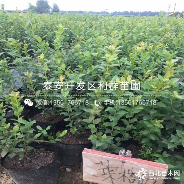 出售蓝莓树苗、蓝莓树苗新品种、蓝莓树苗多少钱一棵