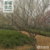 供應(yīng)綠梅價(jià)格/圖片_梅花產(chǎn)地_江蘇景曜生態(tài)苗圃基地