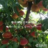 2019年金秋紅蜜桃樹苗價(jià)格、金秋紅蜜桃樹苗多少錢一棵