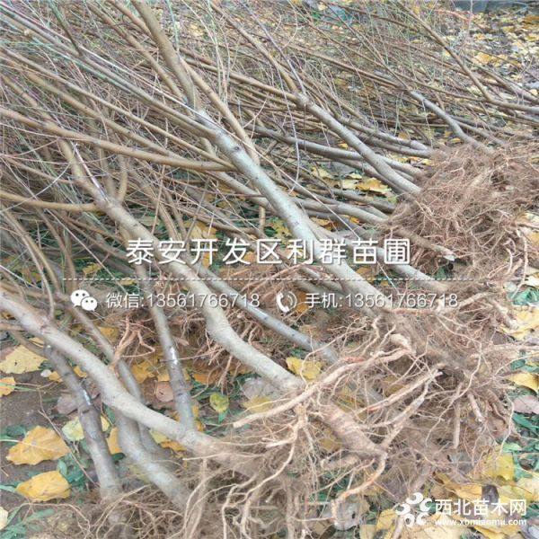 河南映霜红桃树苗、河南映霜红桃树苗多少钱一棵