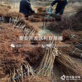 批发水蜜桃树苗、批发水蜜桃树苗价格多少、批发水蜜桃树苗基地