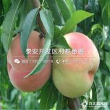 中華壽桃樹苗價(jià)格、2019年中華壽桃樹苗價(jià)格