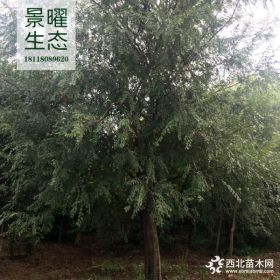 供应榔榆价格/图片_榔榆产地_江苏景曜生态苗圃基地