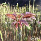 紅油香椿樹苗批發(fā)價格 2019年紅油香椿樹苗價格