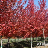 宿遷 2019年榮慶2萬(wàn)畝美國(guó)紅楓基地 貨到付款