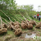 低價供應(yīng)烏柏樹  苗圃直銷