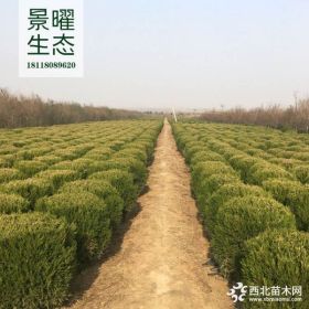 供应塔柏球、蜀桧球价格/图片_塔松球产地_江苏景曜生态苗圃