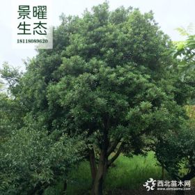 供應楊梅樹苗價格/圖片_楊梅樹苗產地_江蘇景曜生態(tài)苗圃基地