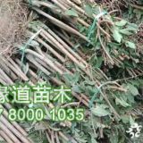 蜂糖李子树苗,蜂糖李苗报价,3公分蜂糖李子树苗批发基地