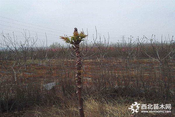 韶關(guān)紅油香椿苗