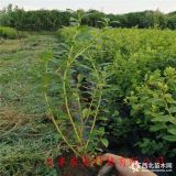 蓝莓苗价格 3年蓝莓苗苹果基地价格 蓝莓苗多少钱一棵