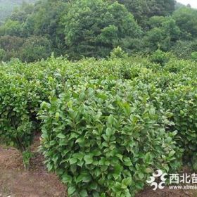 全国大量批发茶花及各类苗木