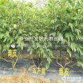 新品种芭劳奈无花果苗 产量高口味好 适合果园建设