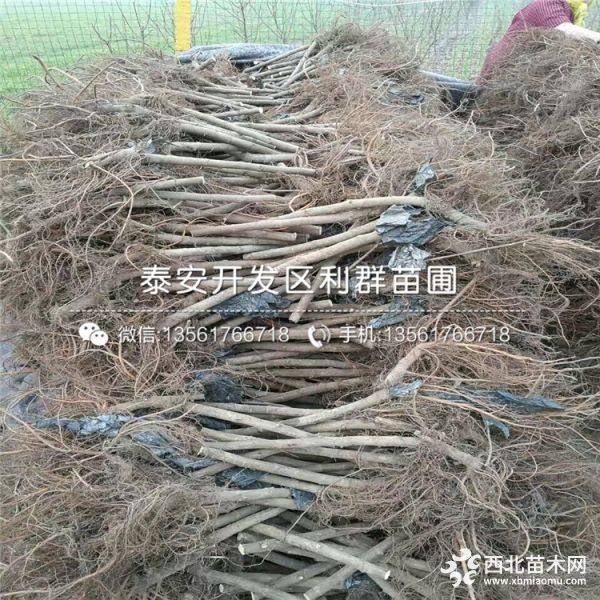 紫果无花果树苗、紫果无花果树苗品种、紫果无花果树苗价格