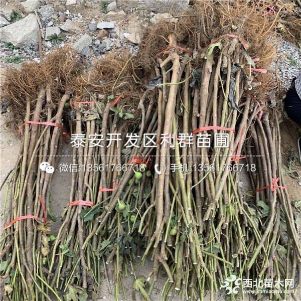 紫果无花果树苗、紫果无花果树苗品种、紫果无花果树苗价格