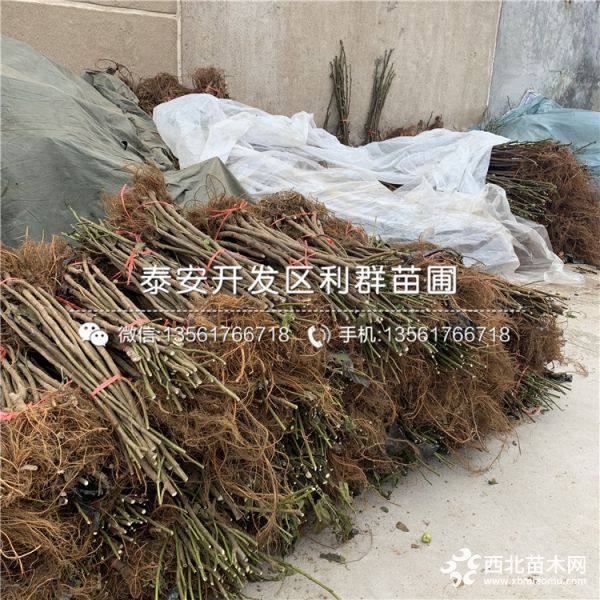 青皮无花果树苗、新品种青皮无花果树苗、青皮无花果树苗价格