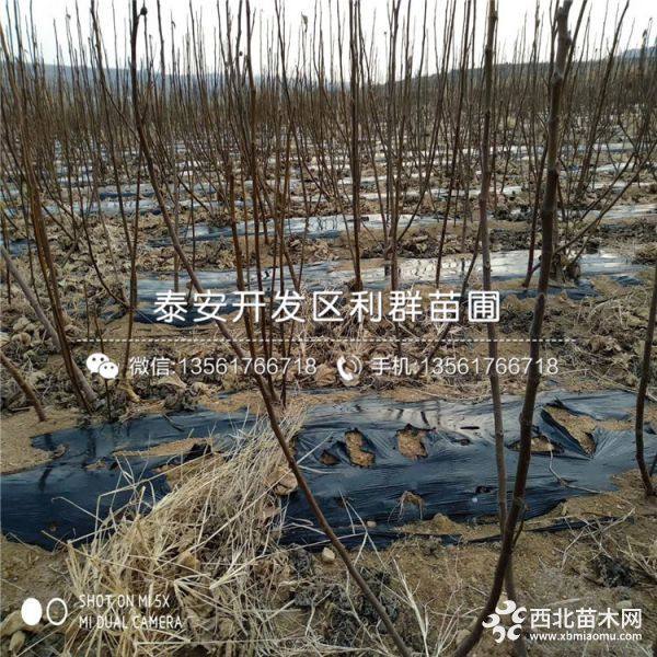 青皮无花果树苗、新品种青皮无花果树苗、青皮无花果树苗价格