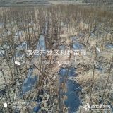 无花果树苗、无花果树苗价格