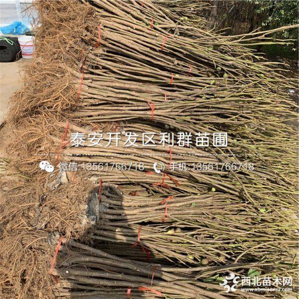 泰安无花果树苗、泰安无花果树苗价格及报价