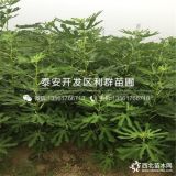 山东无花果苗、无花果苗新品种、无花果苗价格多少