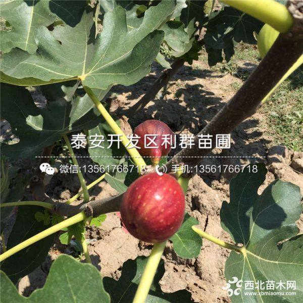 山东无花果苗、山东无花果苗价格及报价