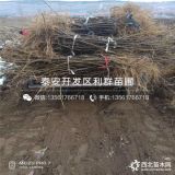 泰安无花果苗、泰安无花果苗价格