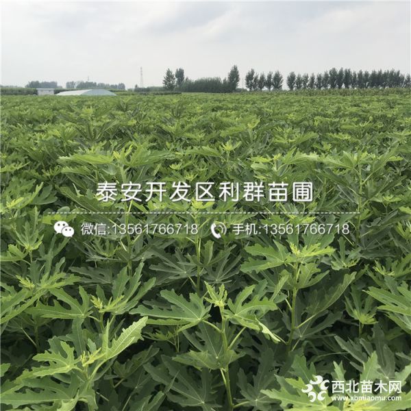 芭劳奈无花果苗、新品种芭劳奈无花果苗、芭劳奈无花果苗价格