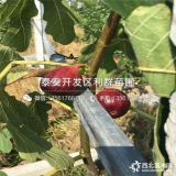 山東波姬紅無花果樹苗、山東波姬紅無花果樹苗價格及報價