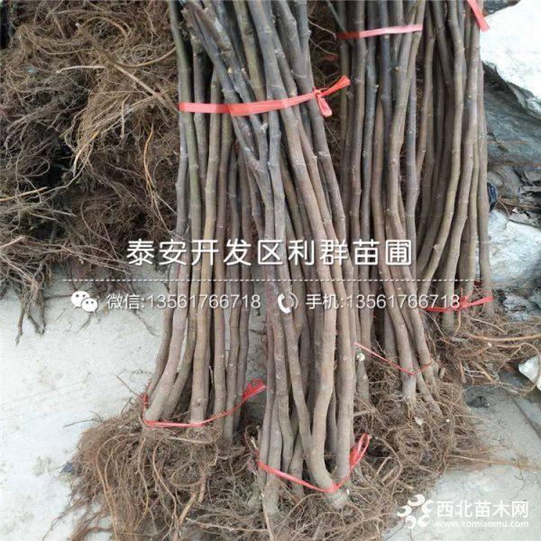 山东无花果树苗、无花果树苗价格、无花果树苗基地