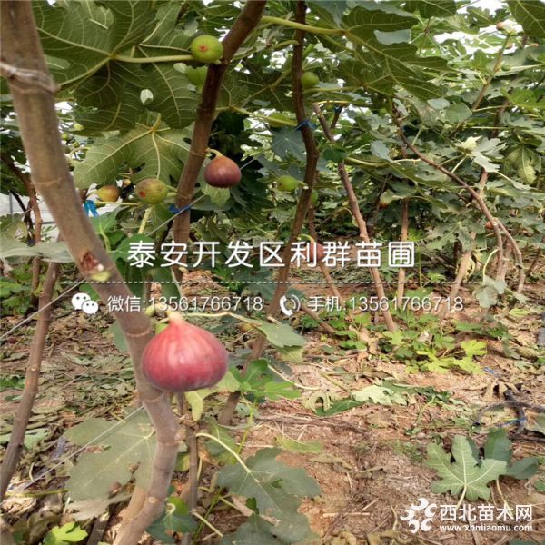 芭劳奈无花果苗、新品种芭劳奈无花果苗、芭劳奈无花果苗价格