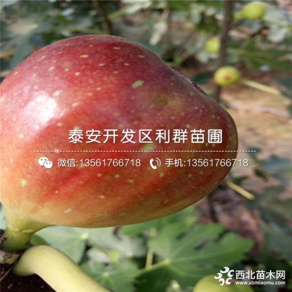 芭劳奈无花果苗、新品种芭劳奈无花果苗、芭劳奈无花果苗价格