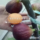 无花果苗、无花果苗多少钱一棵