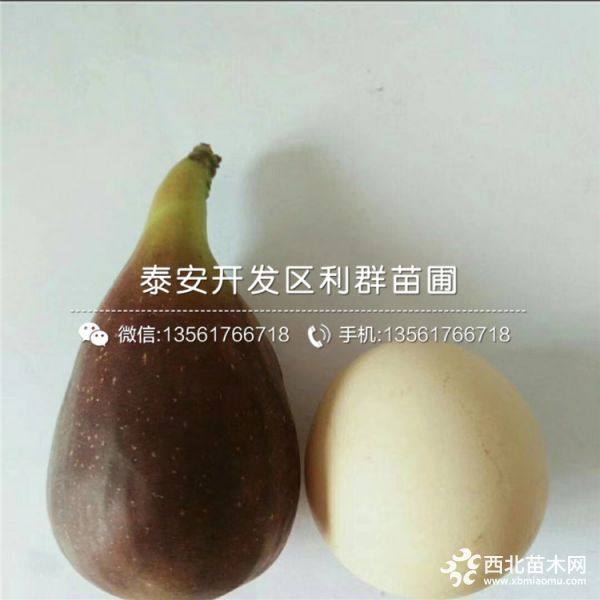 波姬红无花果苗、波姬红无花果树苗价格多少