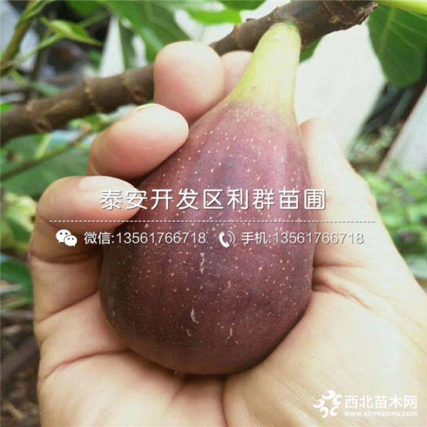 波姬红无花果苗、波姬红无花果树苗价格多少