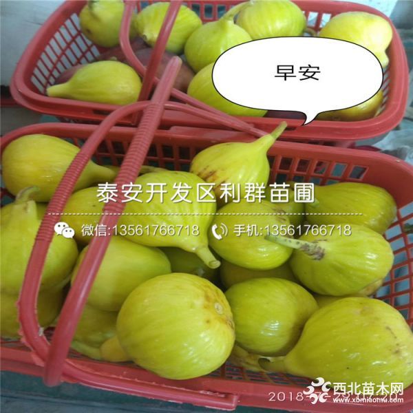 芭劳奈无花果苗、新品种芭劳奈无花果苗、芭劳奈无花果苗价格